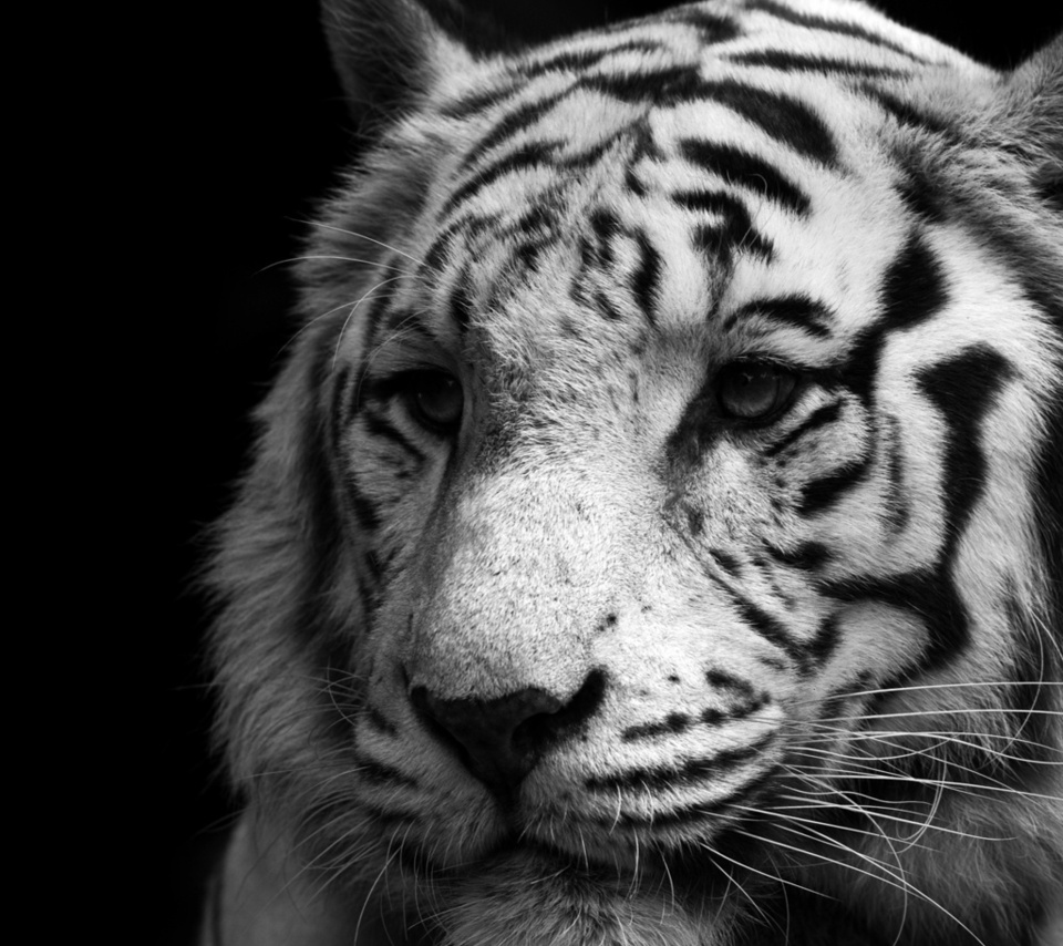 white, , , , , tiger