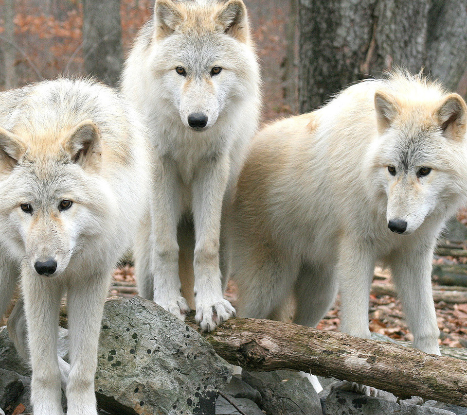 , , , , wolfs