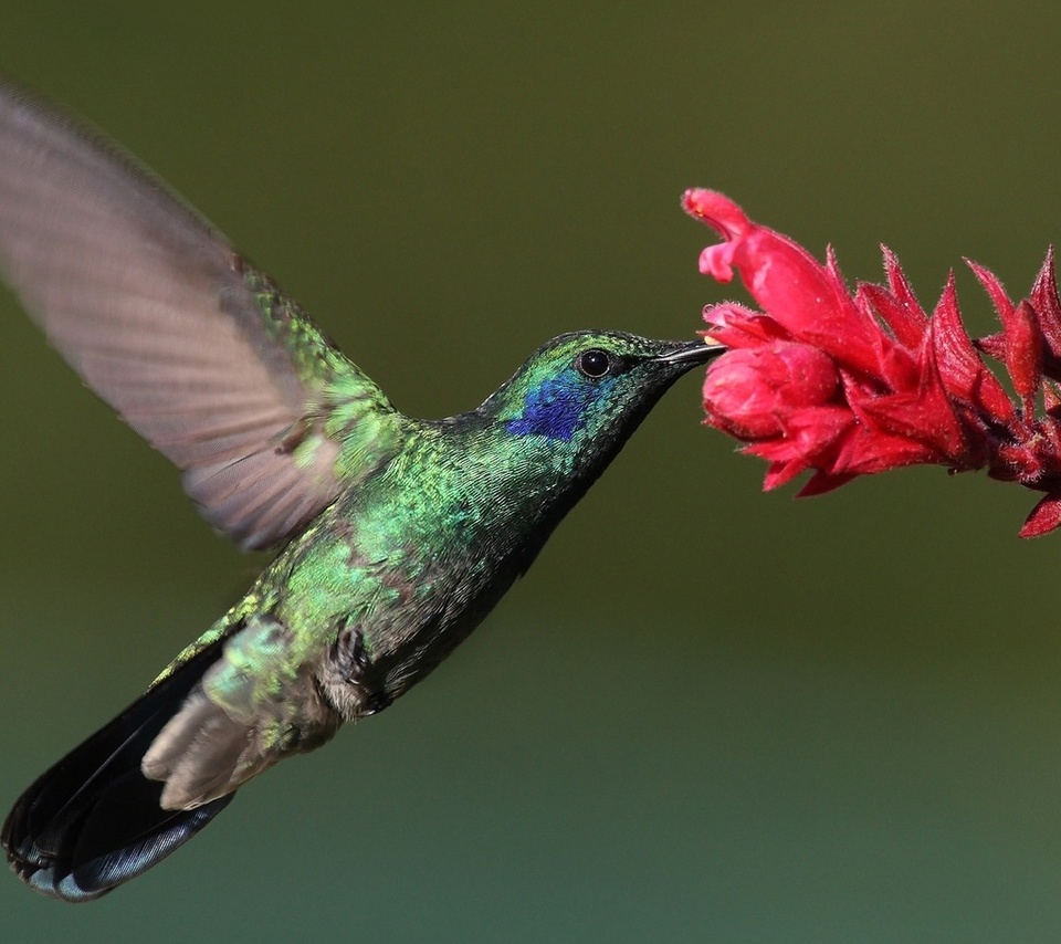 , Bird, , hummingbird, , 