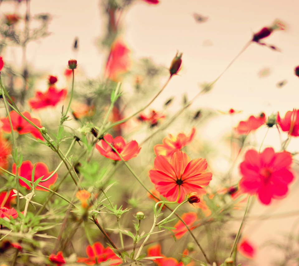 flowers, , 