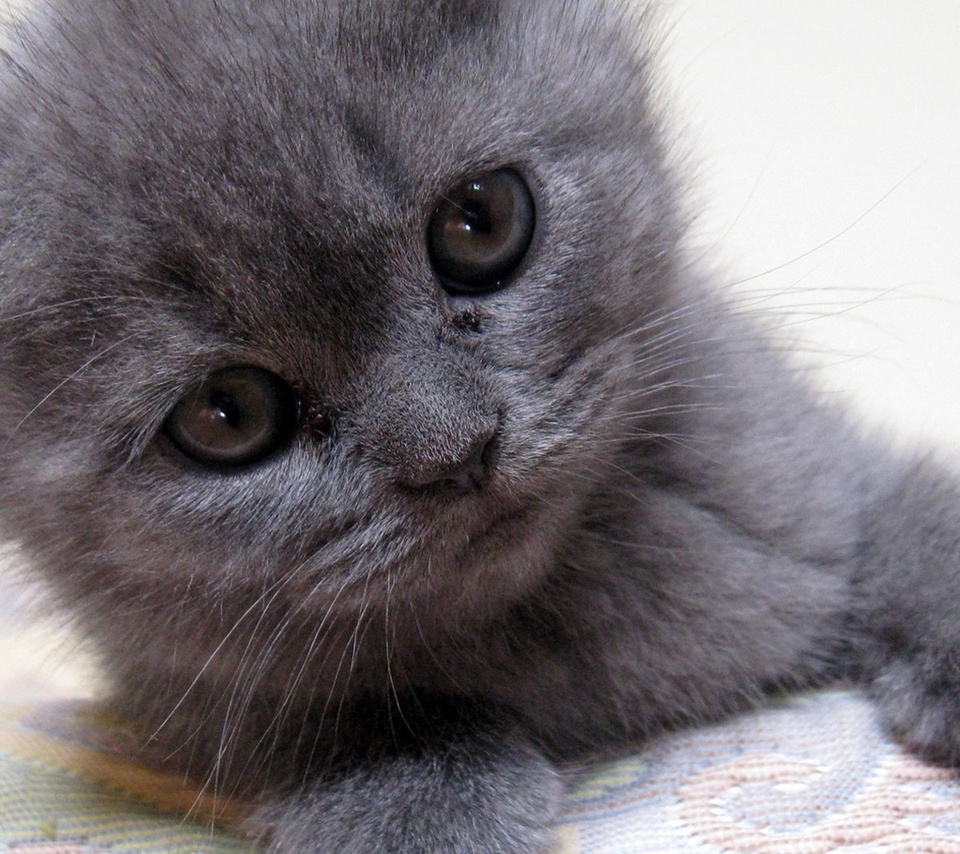  , kitten, gray kitten