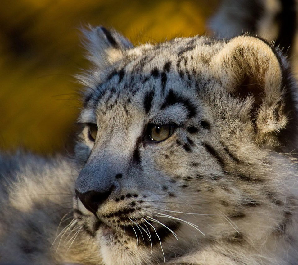, snow leopard,  , , 