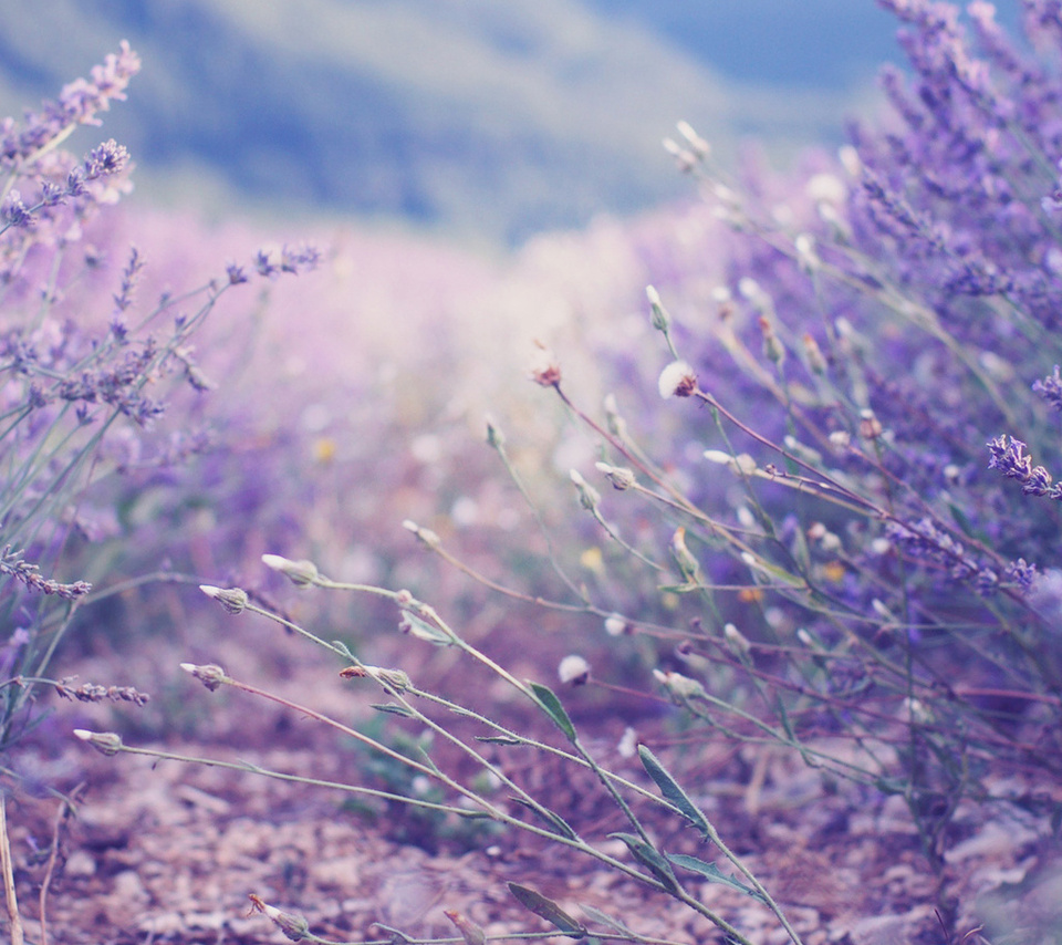 , , , lavender