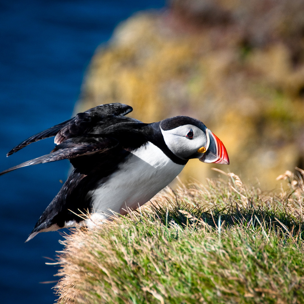 fratercula arctica, ,  