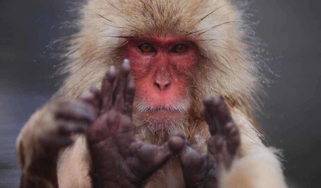 macaca fuscata,  