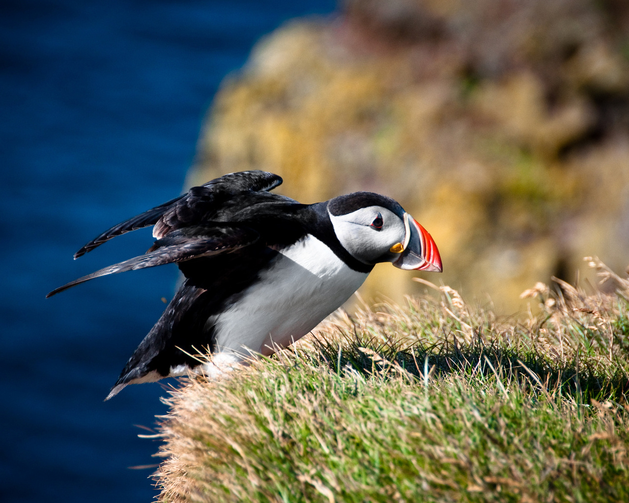 fratercula arctica, ,  