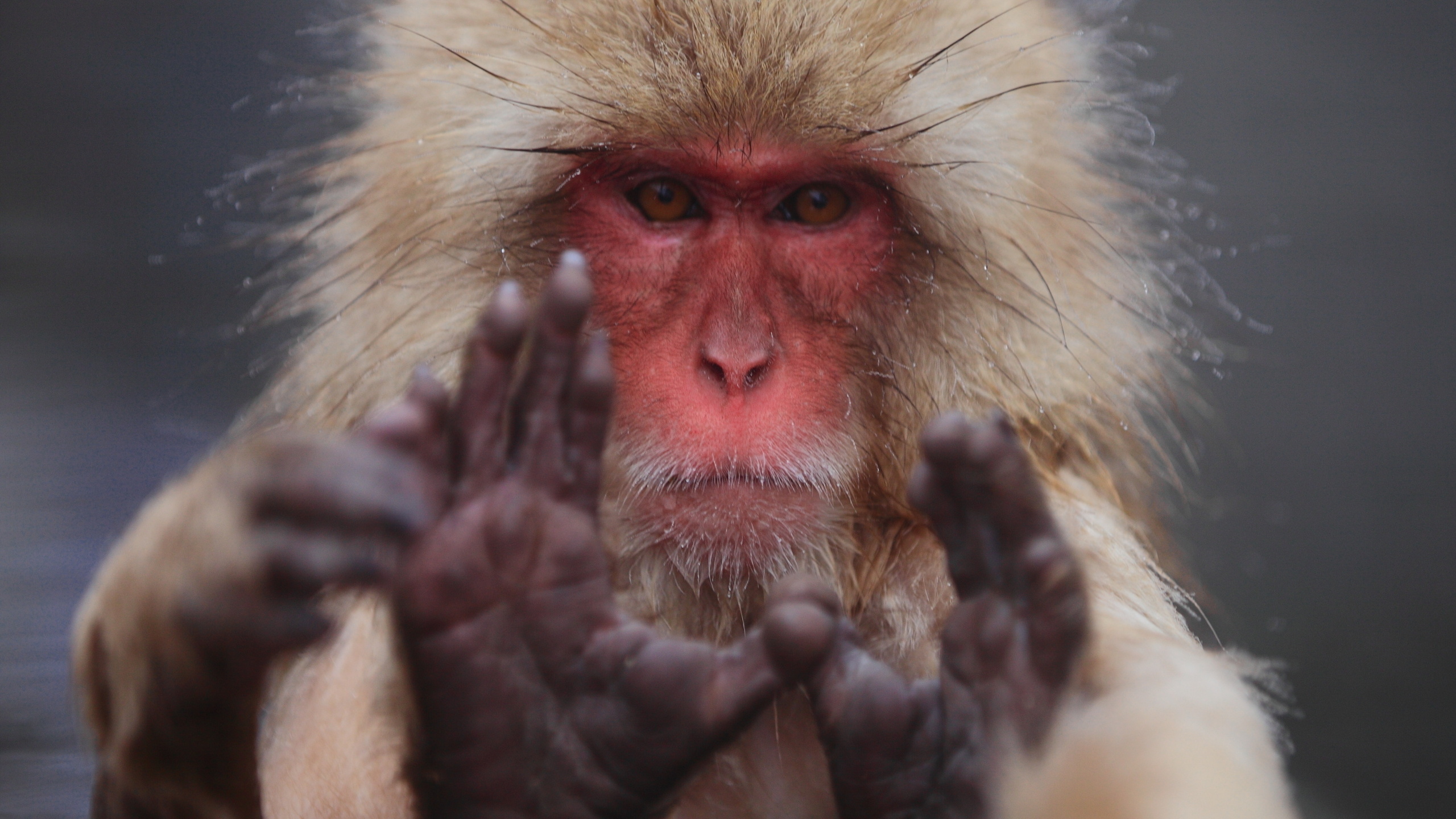 macaca fuscata,  