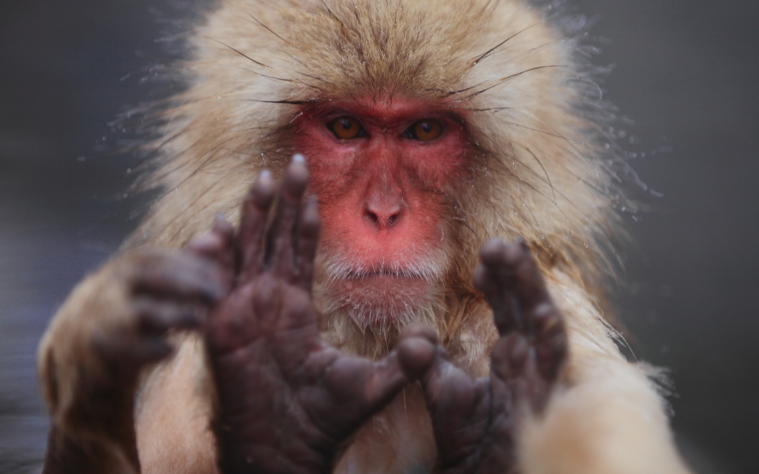 macaca fuscata,  