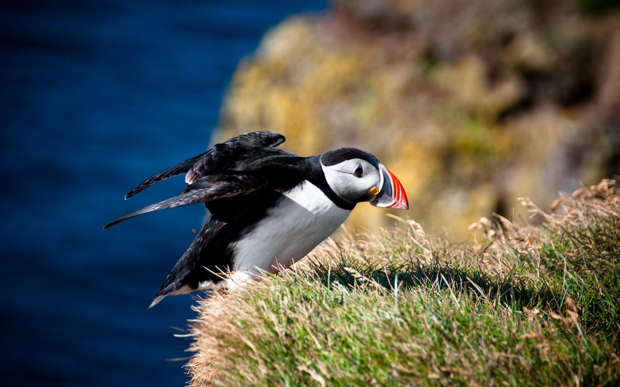 fratercula arctica, ,  