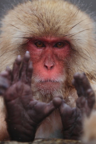 macaca fuscata,  