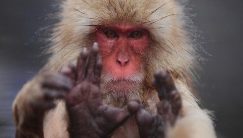 macaca fuscata,  