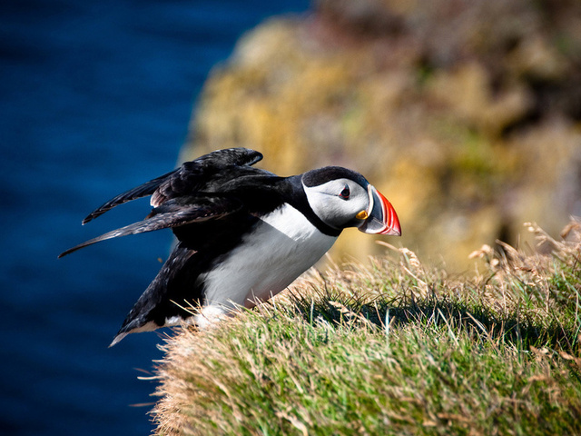 fratercula arctica, ,  