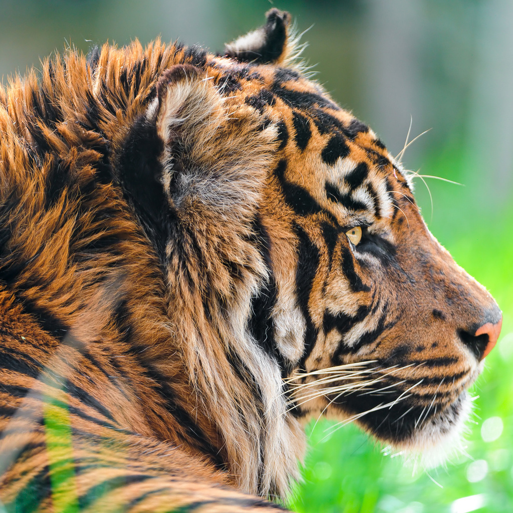 , sumatran tiger,  