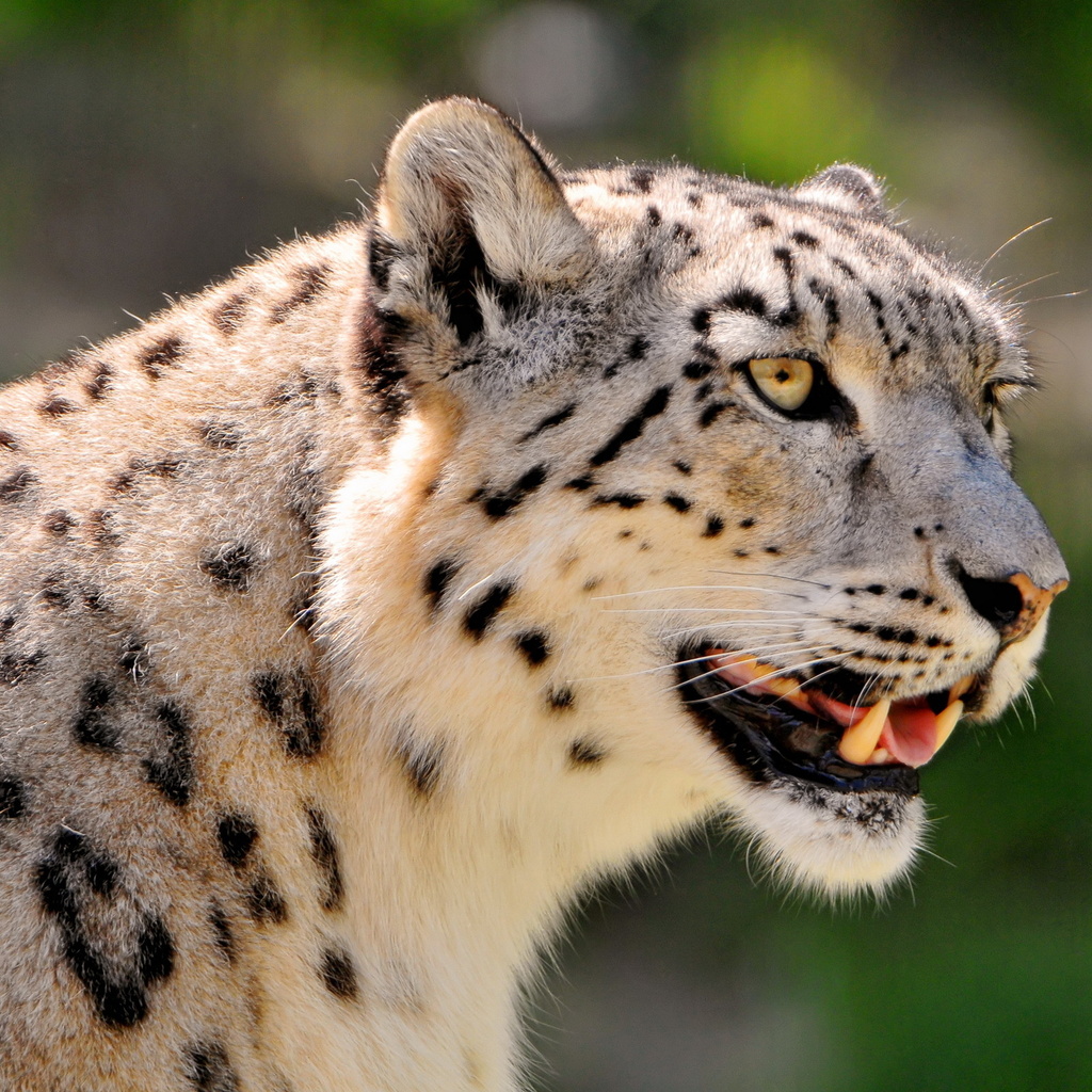 , ,  , snow leopard