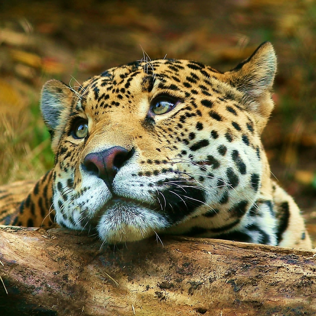 , , , leopard