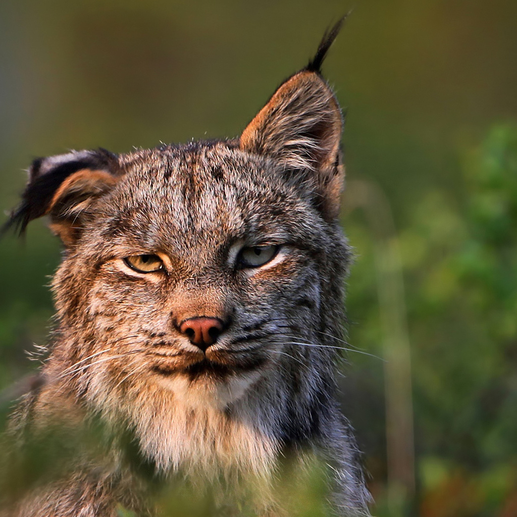 , , felis lynx