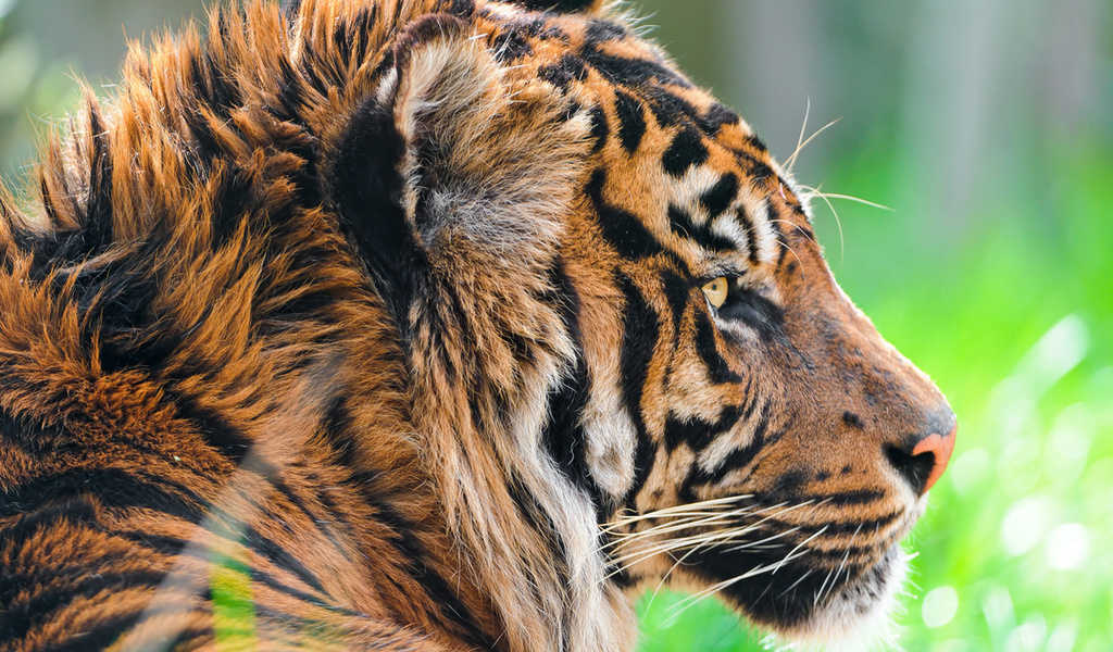 , sumatran tiger,  