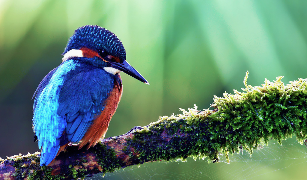 kingfisher, alcedo atthis, ,  