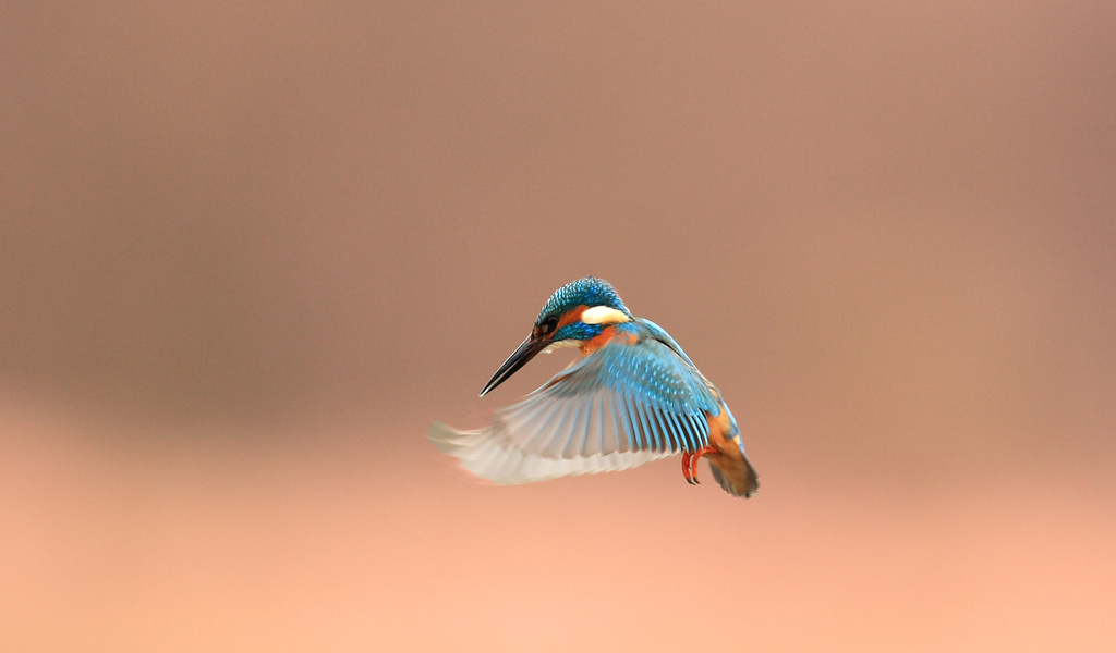 , alcedo atthis, kingfisher, 