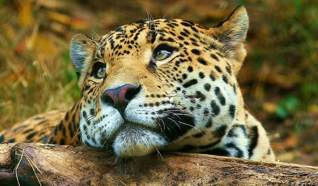 , , , leopard