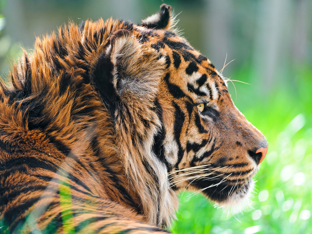 , sumatran tiger,  