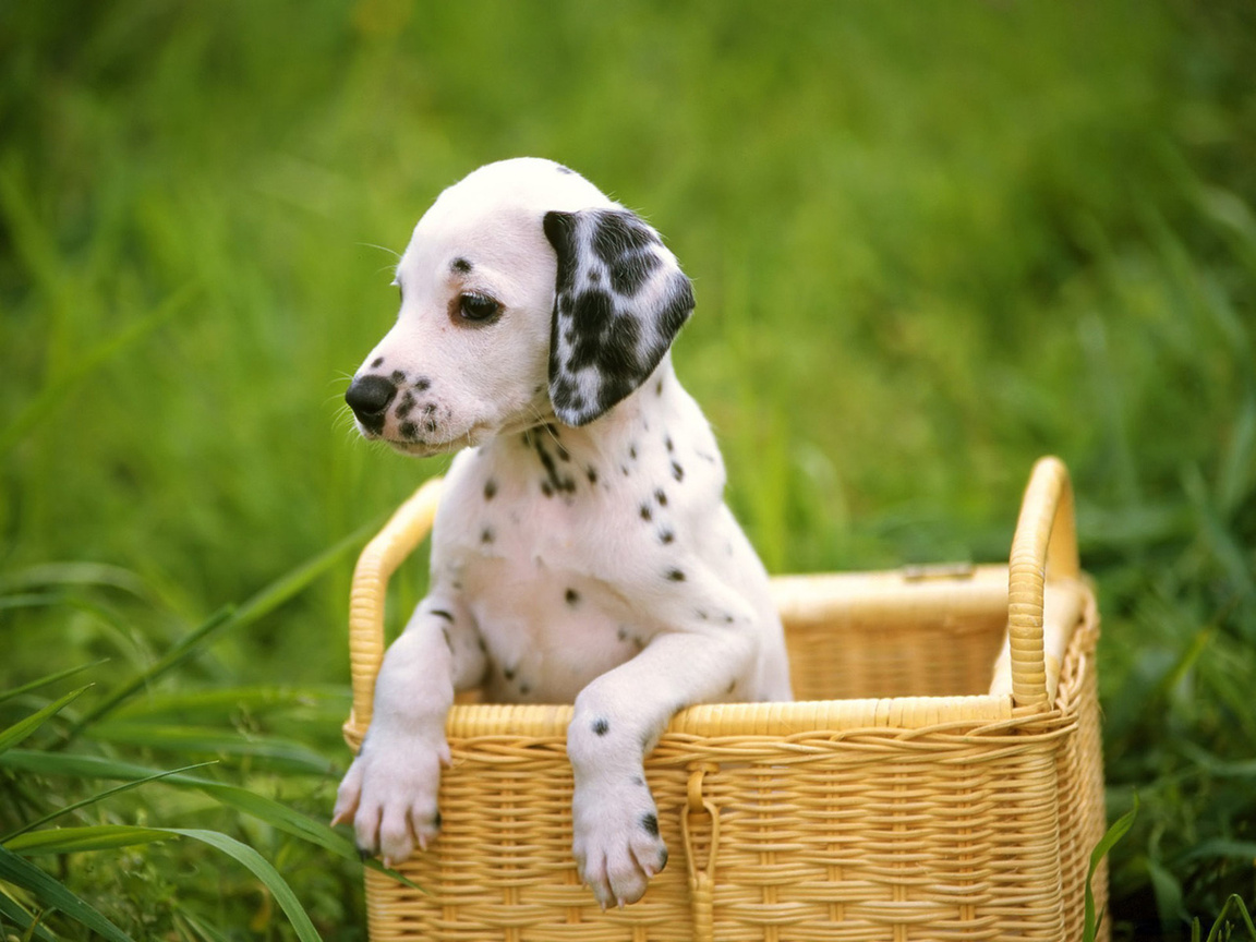 dalmatian, , , , , dog