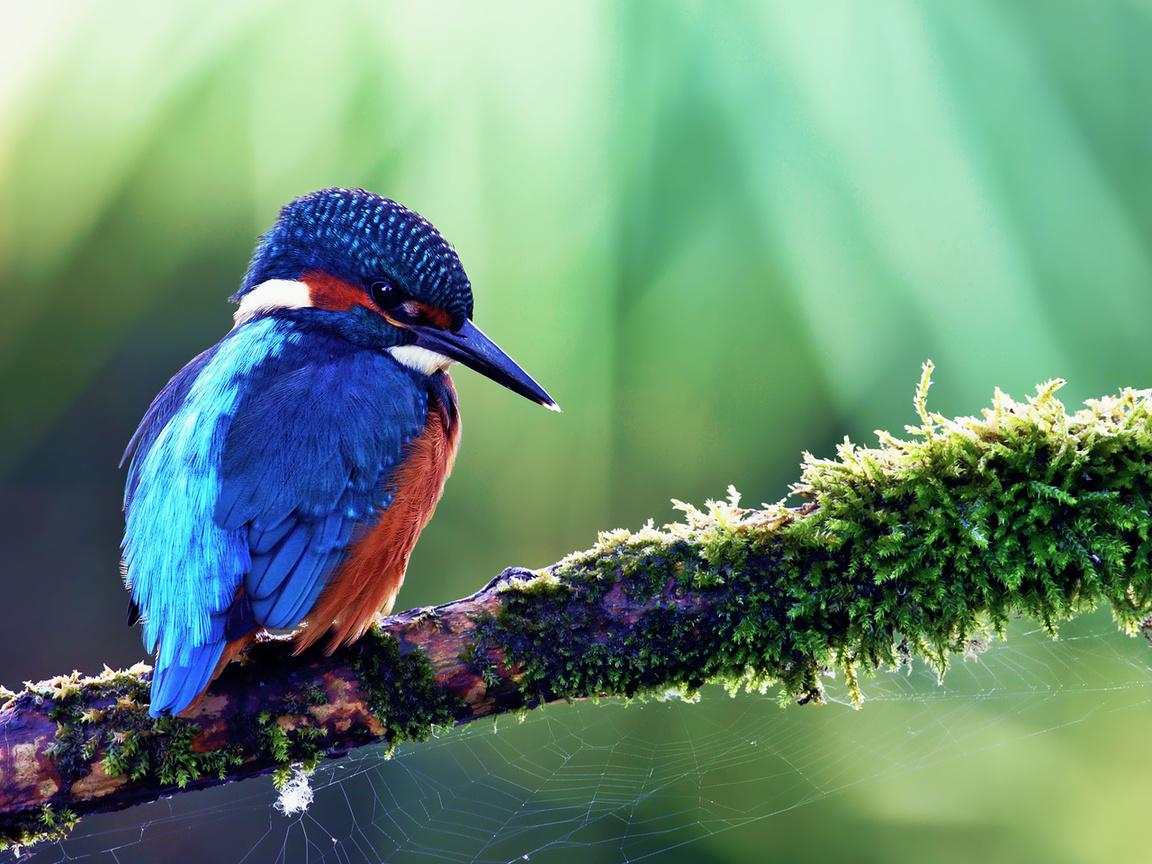 kingfisher, alcedo atthis, ,  