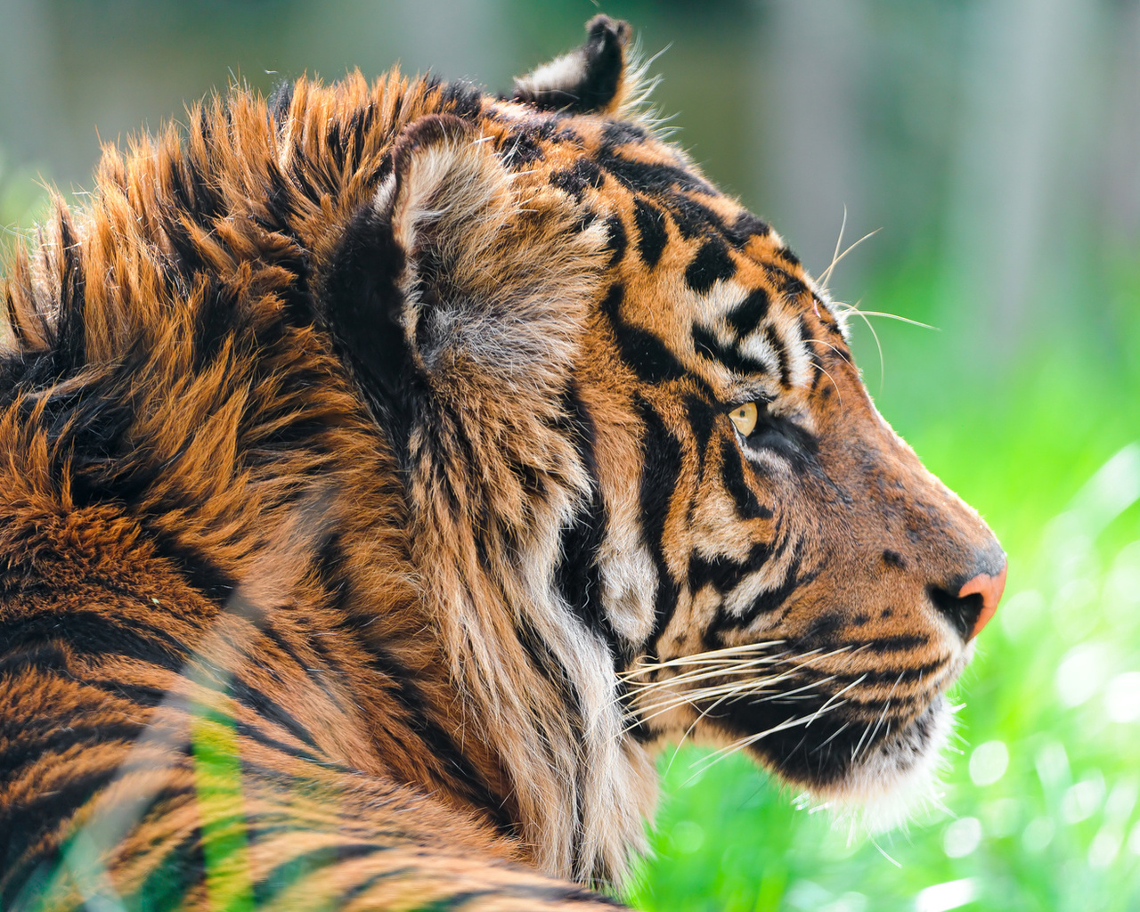 , sumatran tiger,  