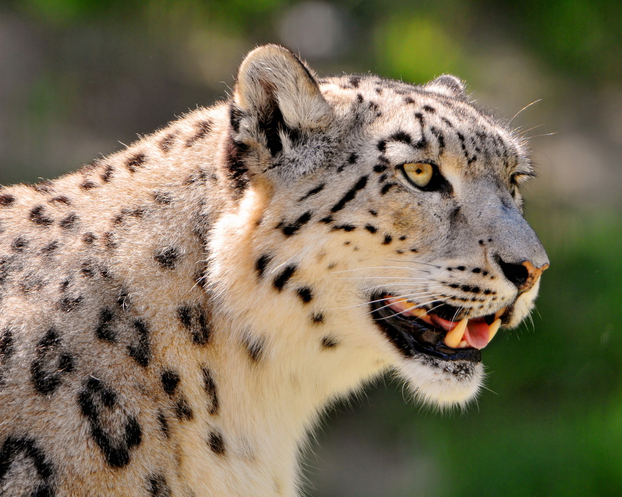 , ,  , snow leopard