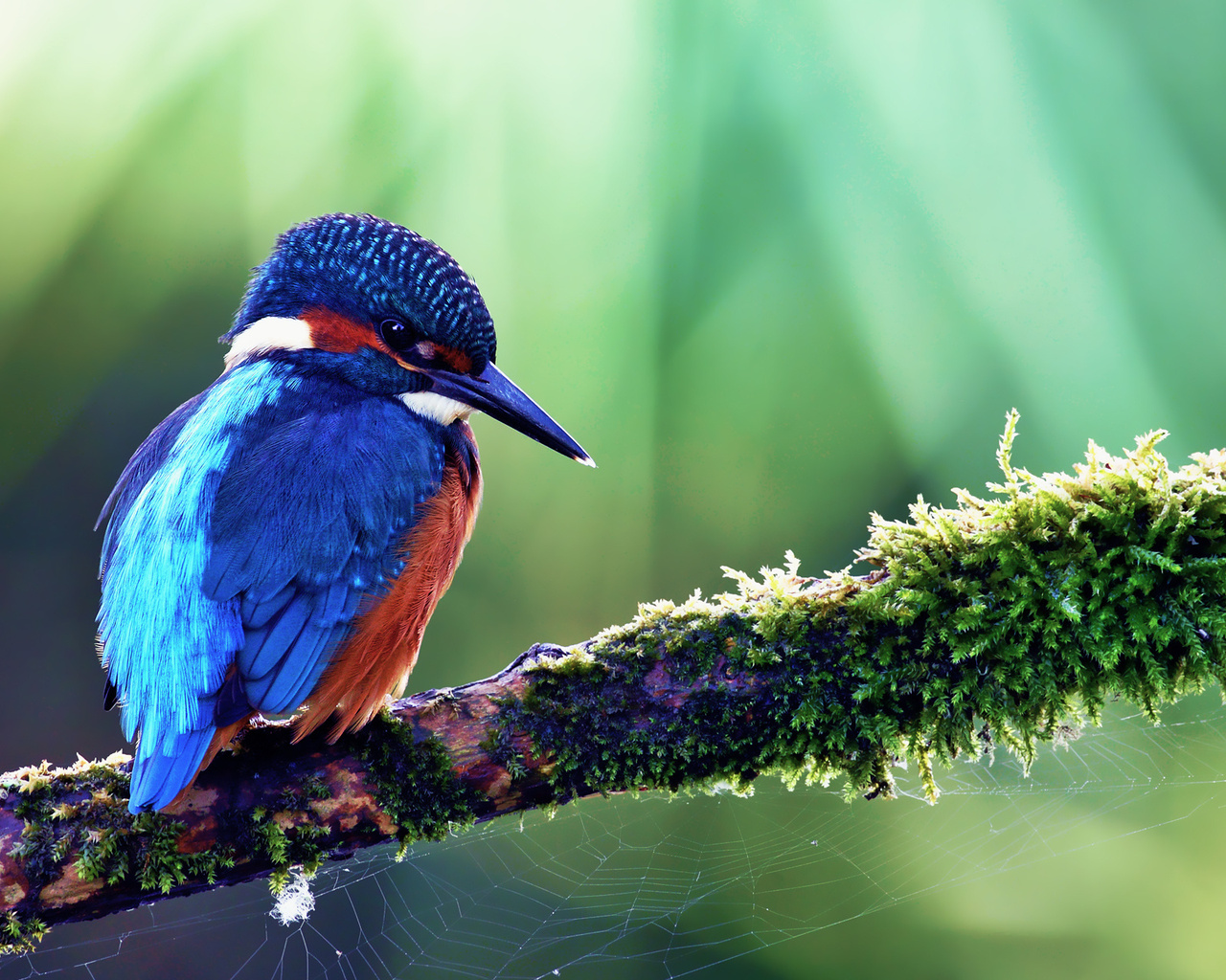 kingfisher, alcedo atthis, ,  