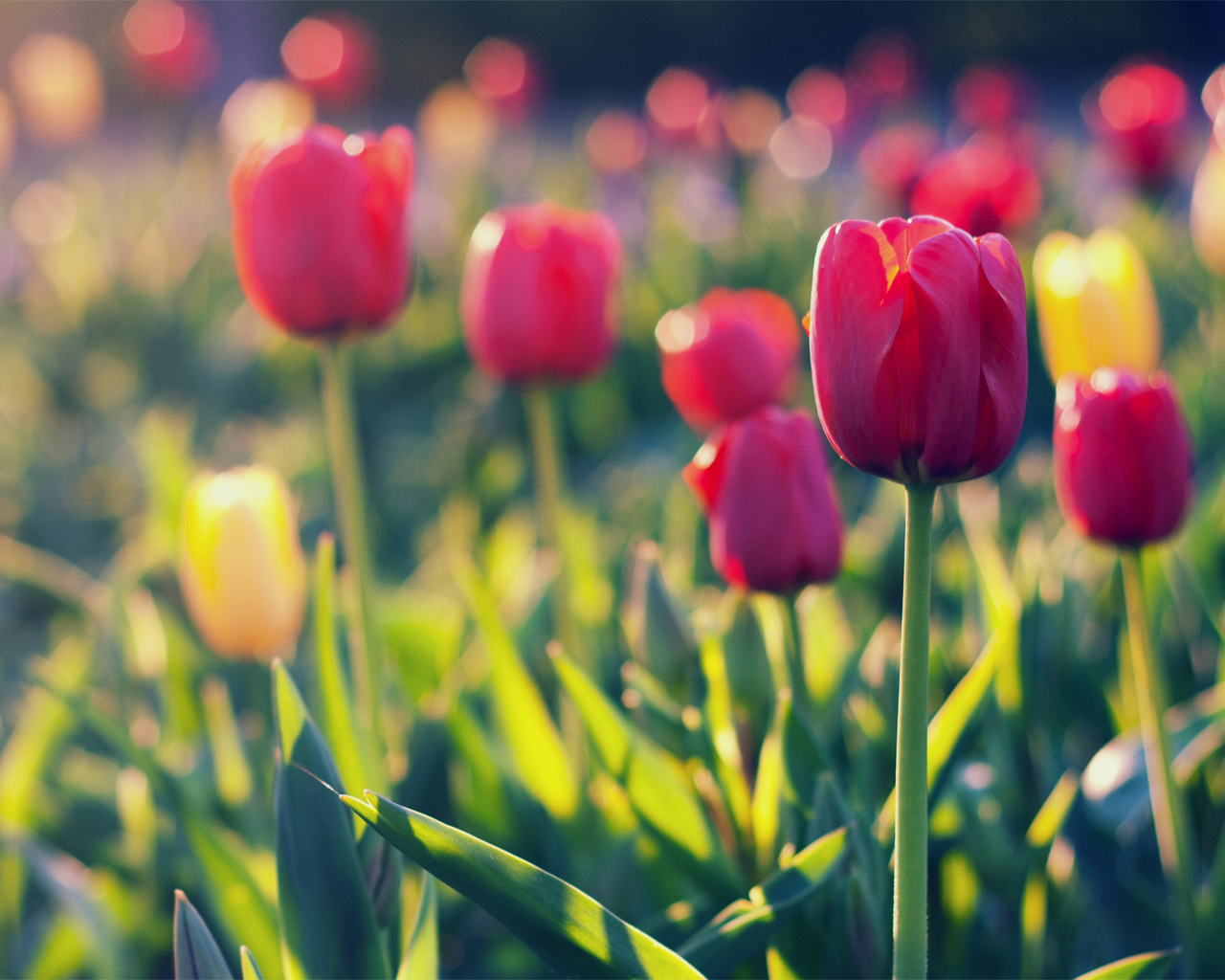 yellow, field, tulips, red, , 