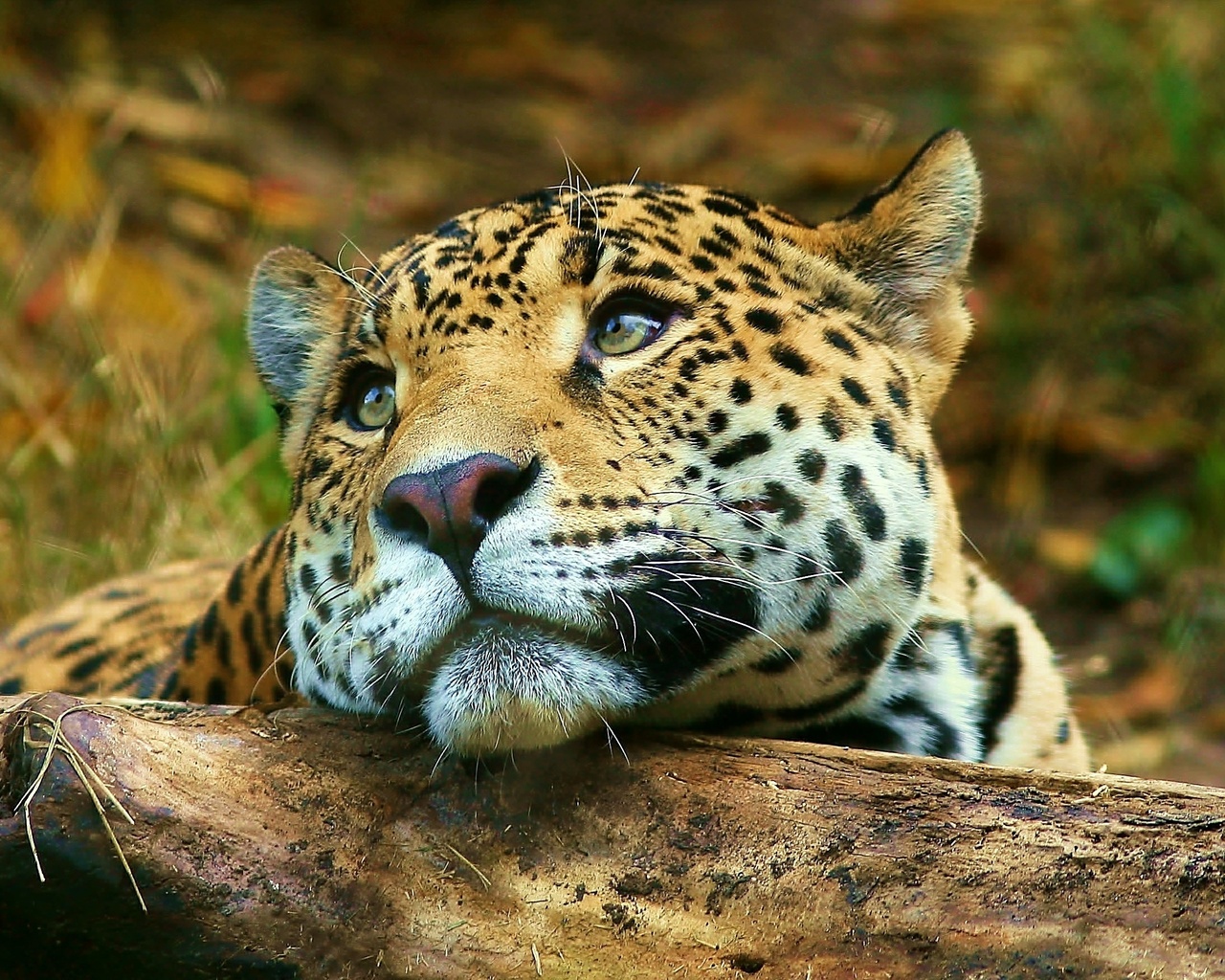 , , , leopard