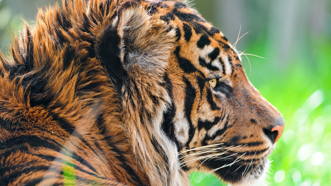 , sumatran tiger,  