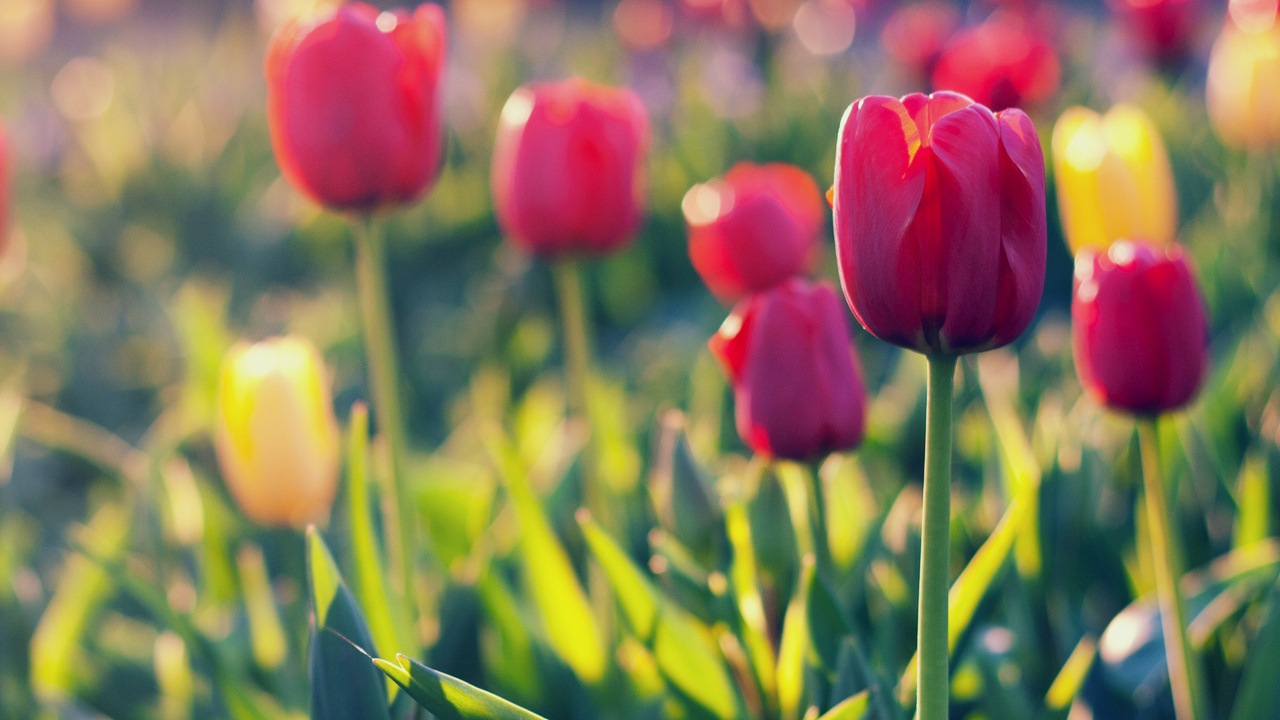 yellow, field, tulips, red, , 