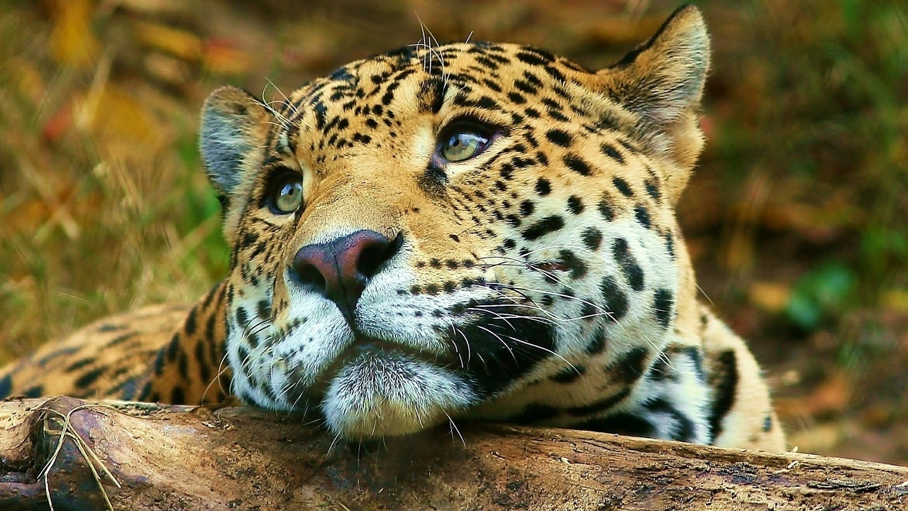, , , leopard
