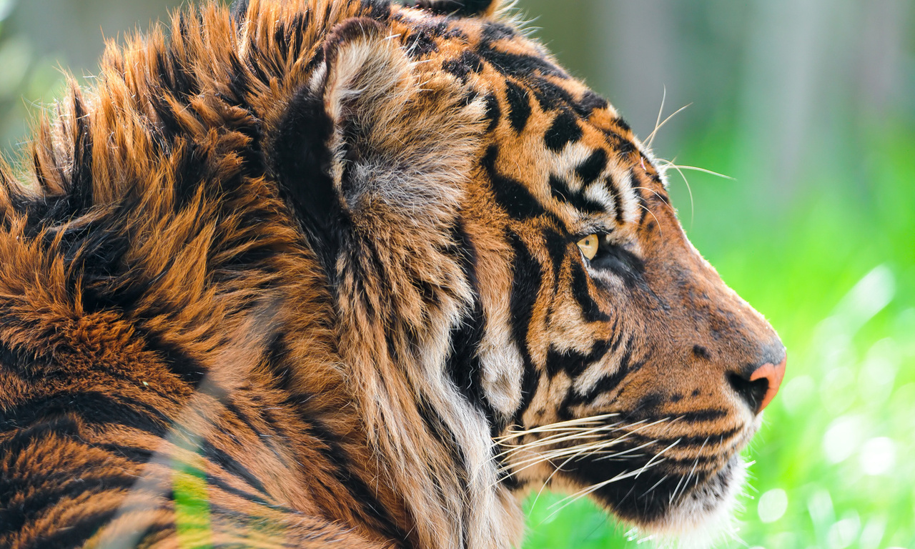 , sumatran tiger,  