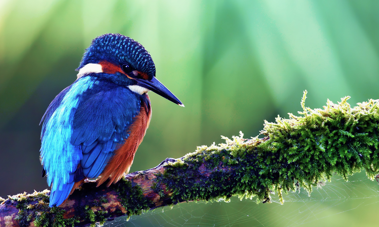 kingfisher, alcedo atthis, ,  