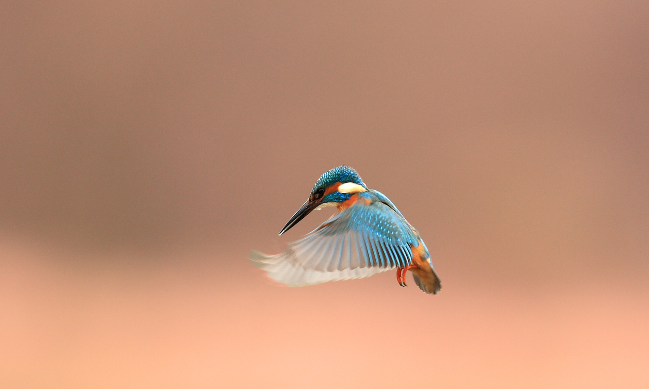 , alcedo atthis, kingfisher, 