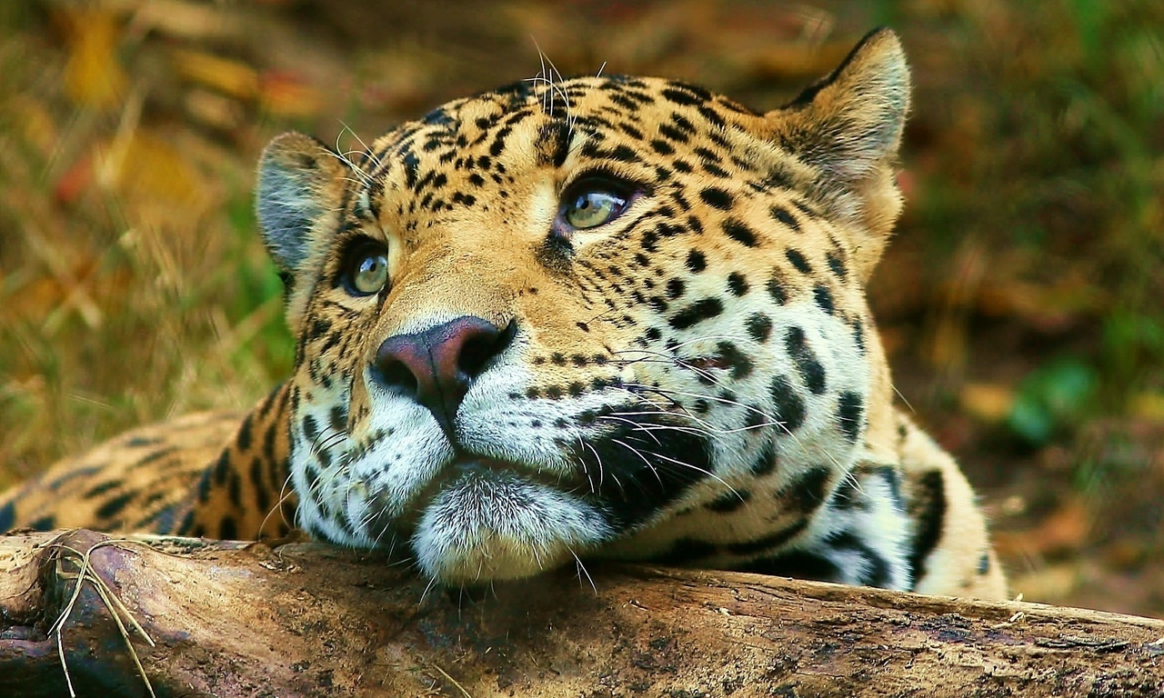 , , , leopard