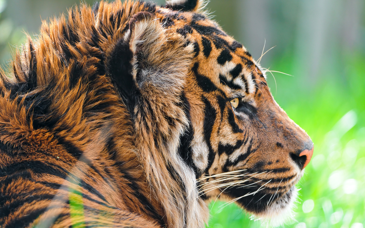 , sumatran tiger,  