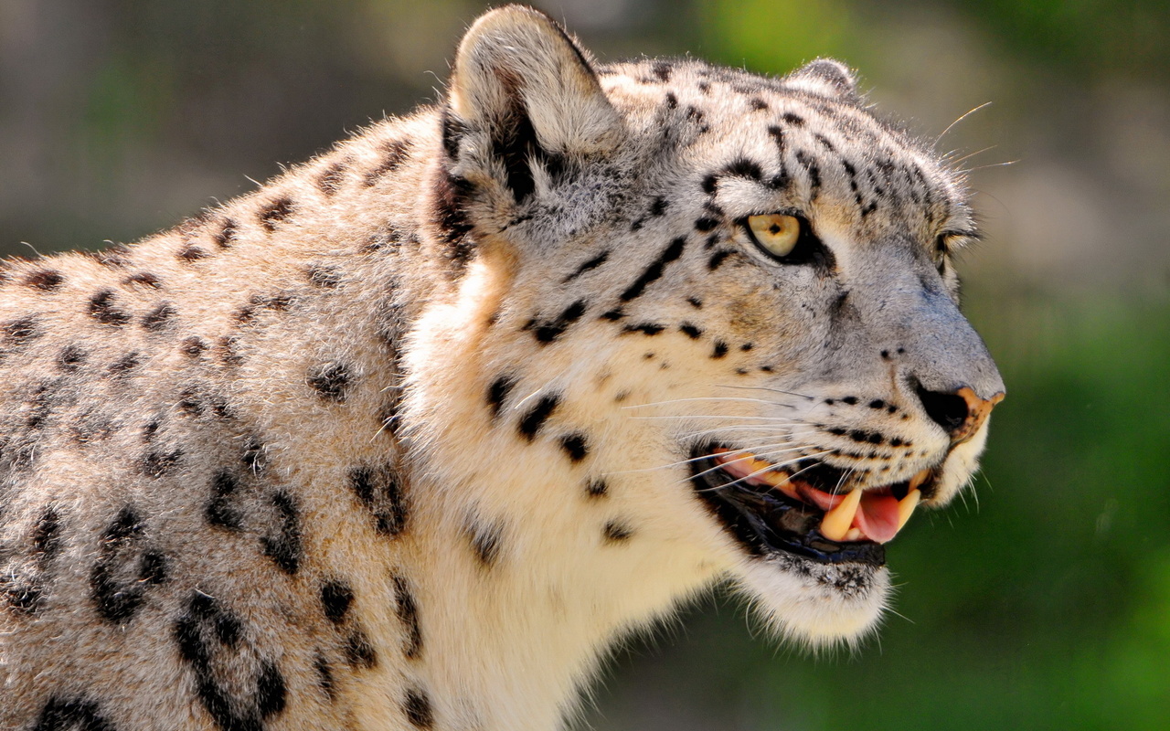 , ,  , snow leopard