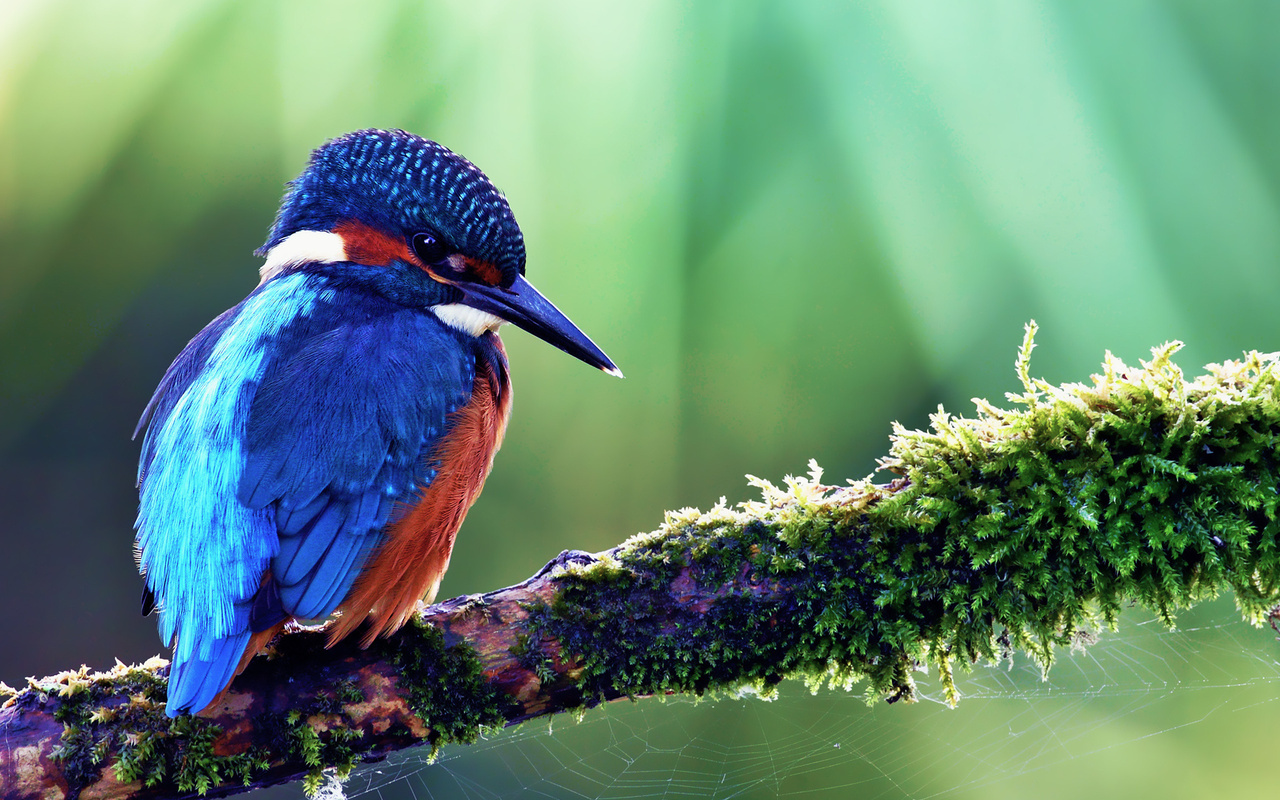 kingfisher, alcedo atthis, ,  