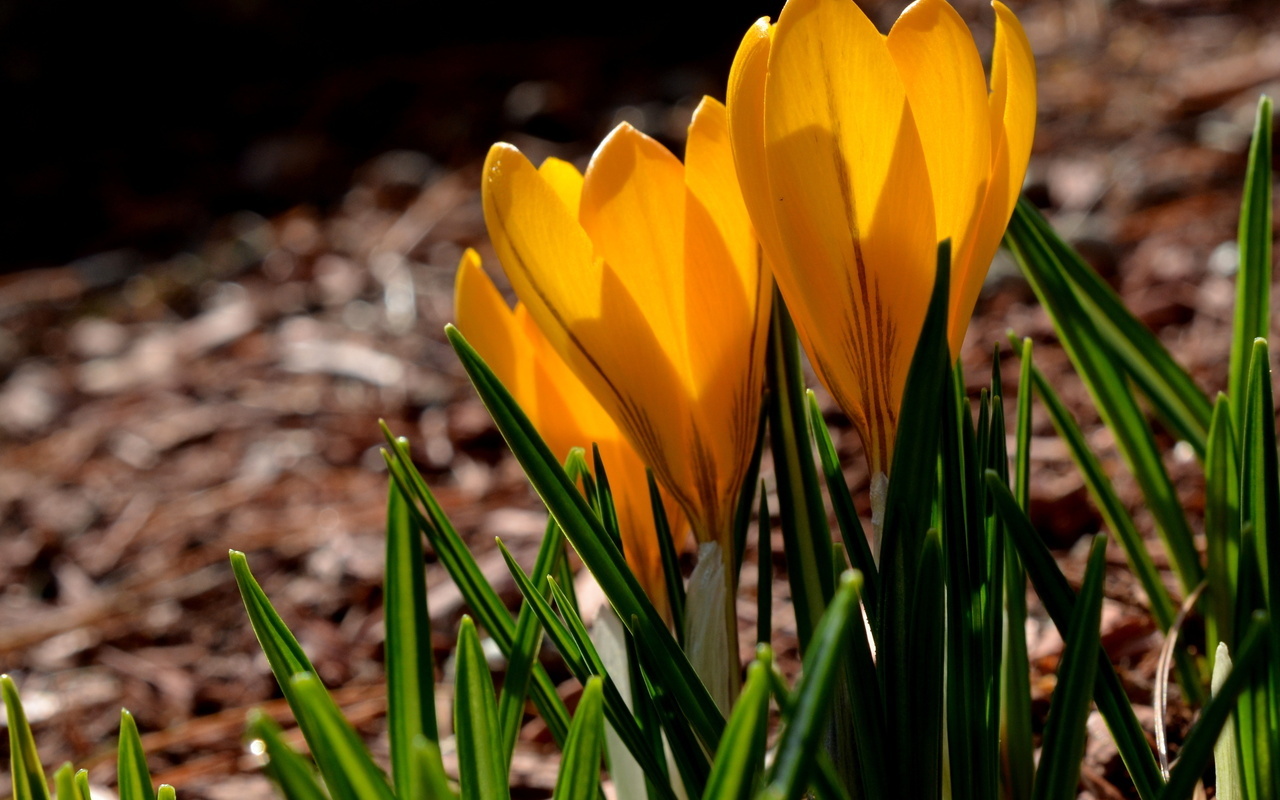 yellow, spring, crocuses, , , petals