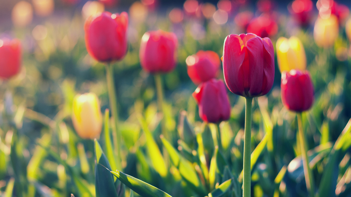 yellow, field, tulips, red, , 