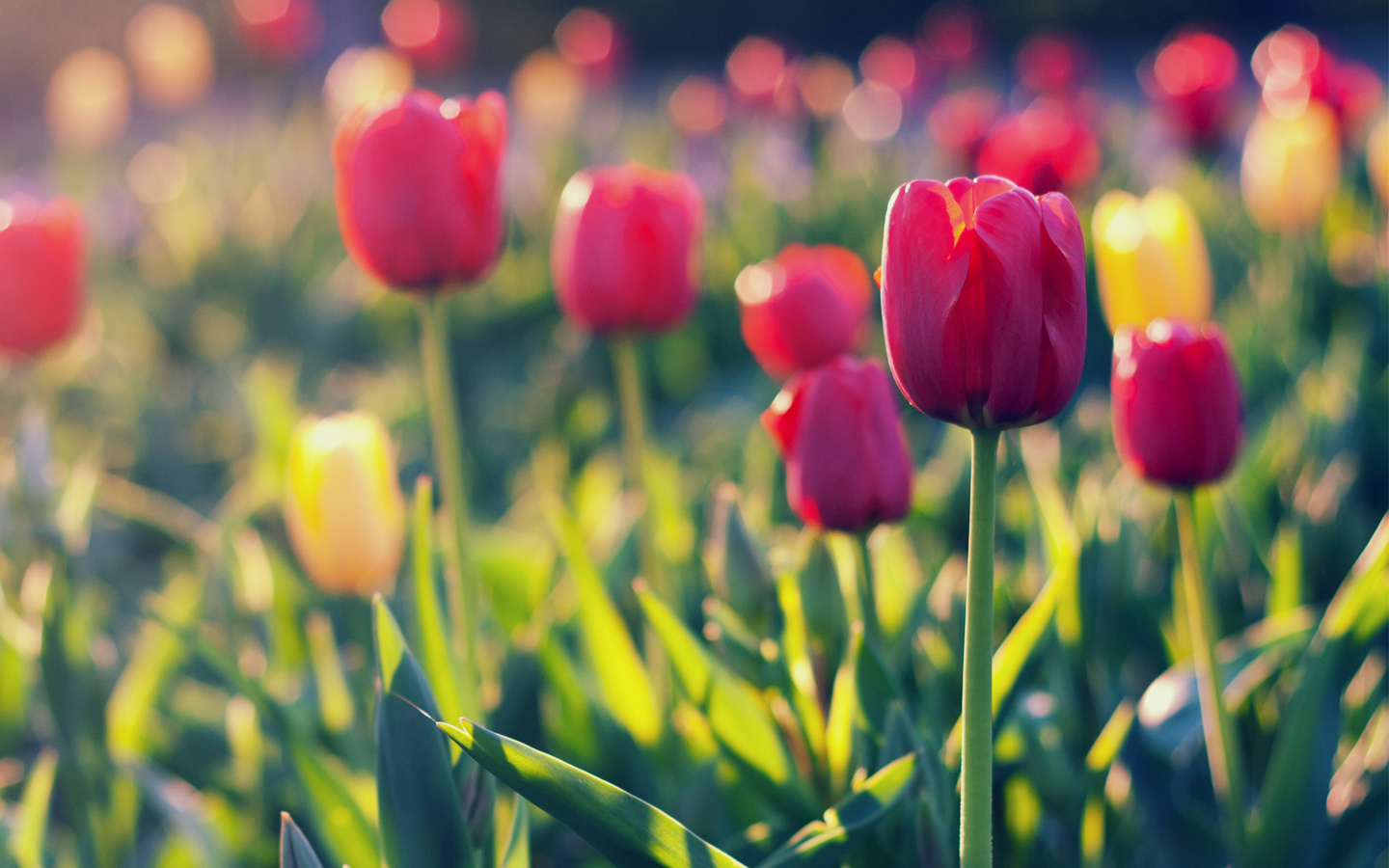 yellow, field, tulips, red, , 