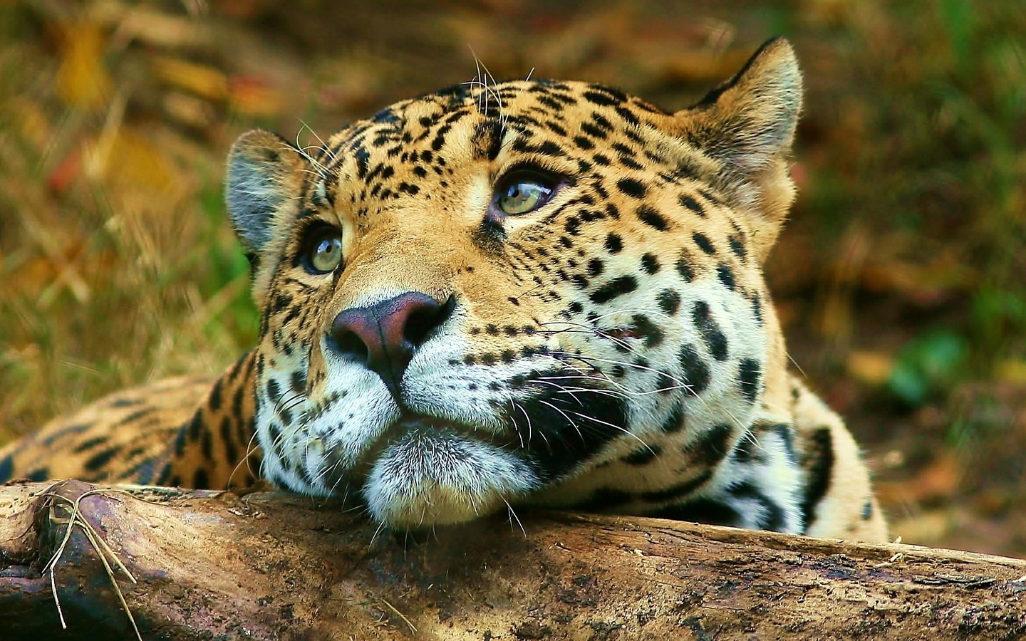 , , , leopard