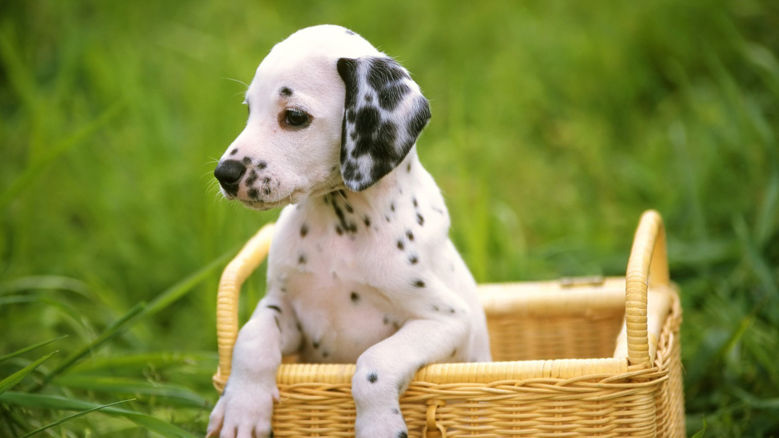 dalmatian, , , , , dog