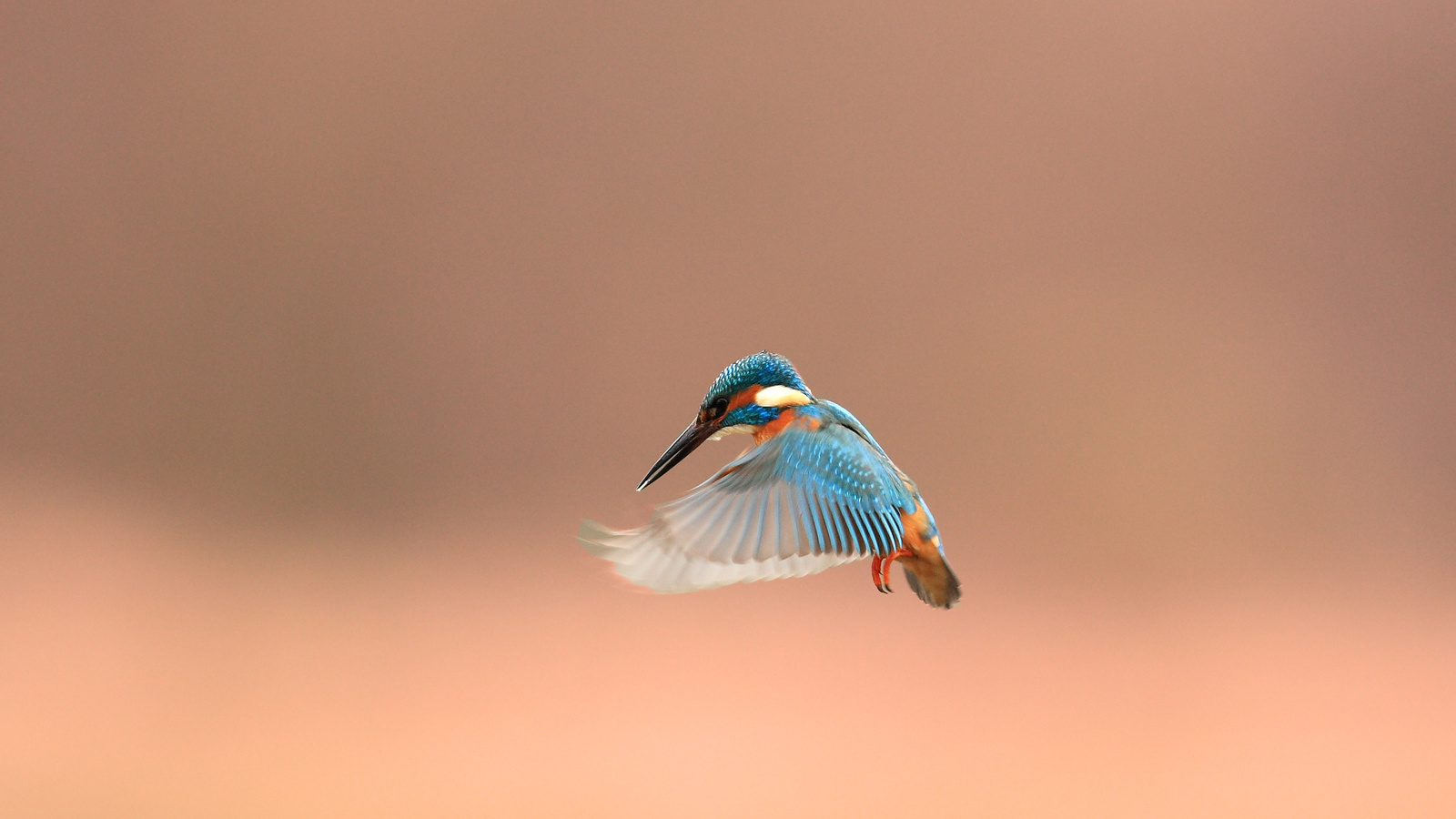 , alcedo atthis, kingfisher, 