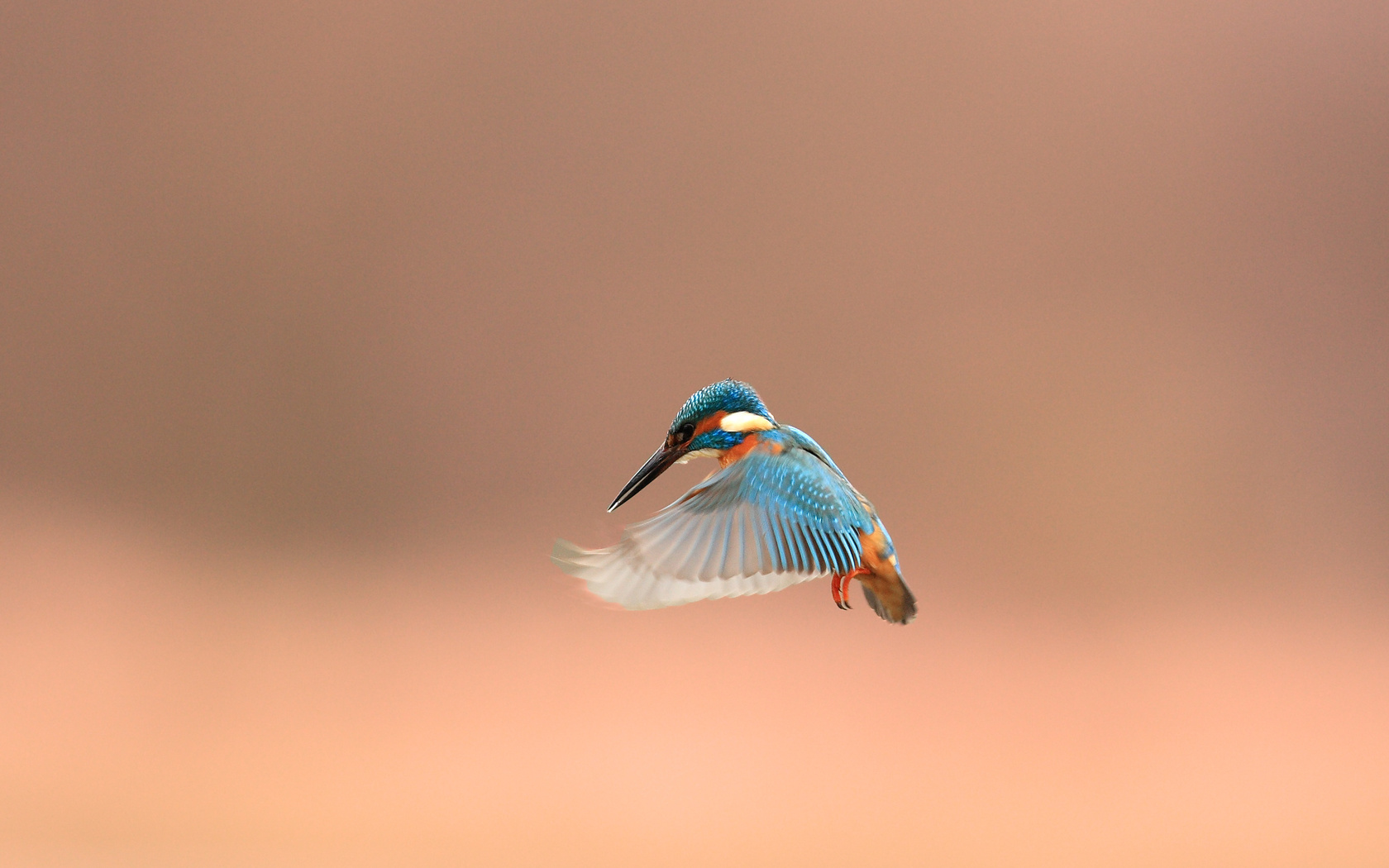 , alcedo atthis, kingfisher, 