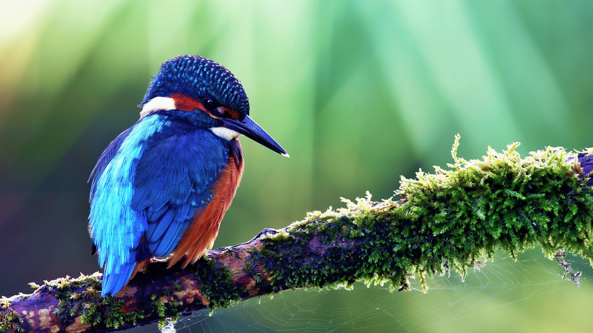 kingfisher, alcedo atthis, ,  